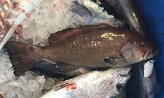 Mycteroperca interstitialis