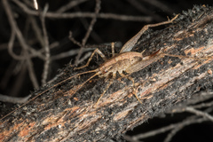 Pleioplectron hudsoni