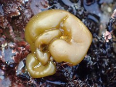 Ectocarpales