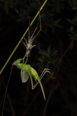 Conocephalus semivittatus