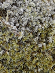 Racomitrium pruinosum