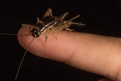 Lepidogryllus parvulus