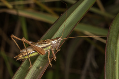 Conocephalus albescens