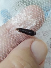 Rhectocraspeda periusalis