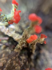 Cladonia floerkeana