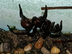 Idiopidae