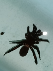 Idiopidae