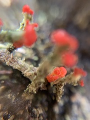 Cladonia floerkeana