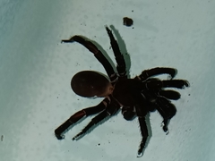 Idiopidae