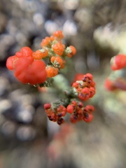 Cladonia floerkeana