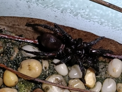 Idiopidae