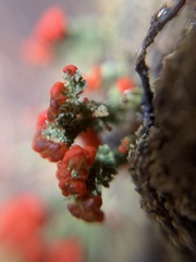 Cladonia floerkeana