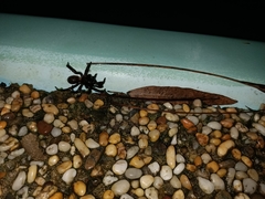 Idiopidae