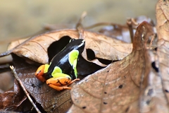 Mantella baroni