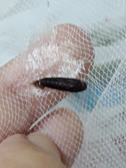 Rhectocraspeda periusalis