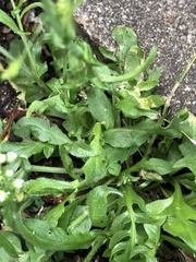 Capsella bursa-pastoris