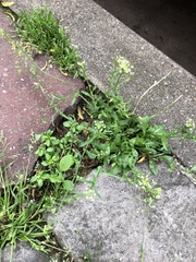 Capsella bursa-pastoris