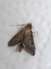 Rhectocraspeda periusalis
