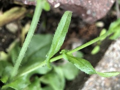 Capsella bursa-pastoris