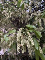 Melicoccus bijugatus