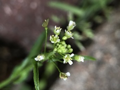Capsella bursa-pastoris