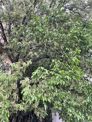 Melicoccus bijugatus