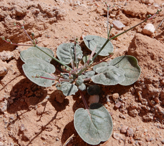 Eriogonum rotundifolium