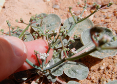 Eriogonum rotundifolium
