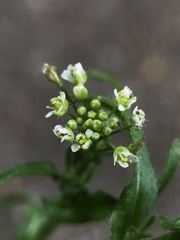 Capsella bursa-pastoris