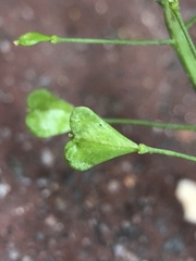 Capsella bursa-pastoris