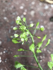 Capsella bursa-pastoris