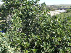 Sideroxylon inerme inerme