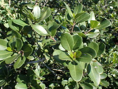 Sideroxylon inerme inerme