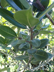 Sideroxylon inerme inerme