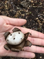 Myriostoma