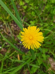 Taraxacum officinale