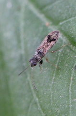 Pseudopachybrachius guttus