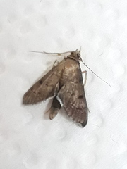 Rhectocraspeda periusalis
