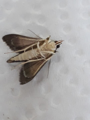 Rhectocraspeda periusalis