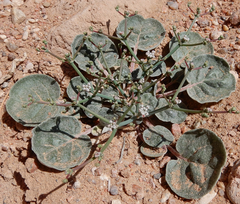 Eriogonum rotundifolium