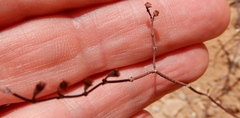 Eriogonum rotundifolium