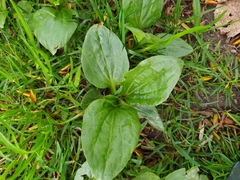 Plantago major