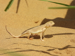 Phrynocephalus mystaceus