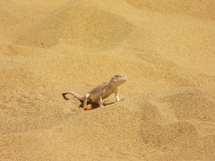 Phrynocephalus mystaceus