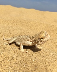 Phrynocephalus mystaceus