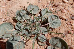 Eriogonum rotundifolium