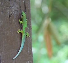 Phelsuma lineata