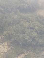 Hydrilla verticillata