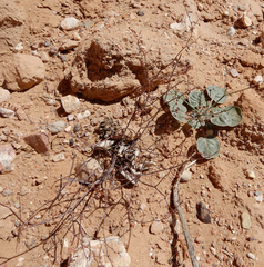Eriogonum rotundifolium