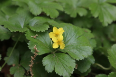 Waldsteinia